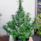 Sweet Purple (Paradise Seeds)