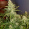 Sementes Feminizadas de Watermelon Z Auto (Barney's Farm)
