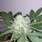 Sweet Skunk Auto Seeds
