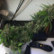 Auto Monster Mass Seeds