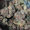 501st OG regular seeds
