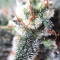 Mexican Airlines Auto (Fast Buds)
