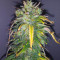 Original Auto AK Seeds