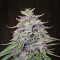 Bangi Haze (Ace Seeds)