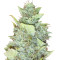 Bubba Gum Auto strain