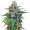 Bubble Bomb feminized seeds