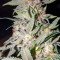 Bubblegum (T.H. Seeds)