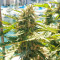 Auto CBG strain