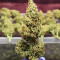 Cheese Autoflowering CBD feminized seeds