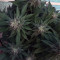 Cookie Dawg (Big Head Seeds)