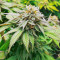Sementes Feminizadas de Dozy Cookies (AlphaFem Seeds)