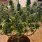 Dr. Grinspoon (Barney's Farm)