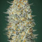Gelato 33 feminized seeds (Advanced Seeds)