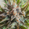 Grapefruit Auto Seeds