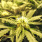 Kripple Roulette (Dr. Krippling Seeds)
