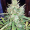 Mangobiche Kush Seeds