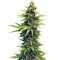 NL Auto Seeds