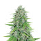 Original Auto Skunk feminized seeds