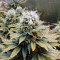 Original Glue Seeds