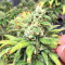 Pakistan Chitral Kush Seeds
