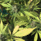 Graines de cannabis Panama Haze (Ace Seeds)