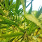 Graines de cannabis Panama Haze (Ace Seeds)