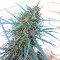 Purple Haze x Malawi Regular (Ace Seeds)