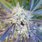 Road Dawg Seeds