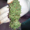 Sherbet Queen strain