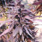 Thai Chi feminized seeds