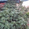 Zamaldelica regular (Ace Seeds)