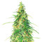 Semillas Feminizadas Superior Auto Mix (Herbies Seeds)