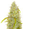 Black Herer Autoflower Feminized Seeds (Easy Grow Seeds)