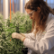 Grandmommy Purple Auto Feminized Seeds (Herbies Seeds)