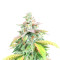 Graines de cannabis Ice Bomb (Bomb Seeds)