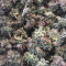 Kushberry feminized seeds