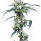 NL5 Haze Mist femminuccia