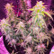 Graines féminisées de Quarter Pounder Autoflower (EGS)