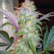 Quick Gorilla (Dinafem Seeds)