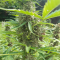 Venta de LSD Auto (Barney's Farm) | Semillas de marihuana feminizadas