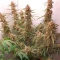 Gorilla Cookies Seeds