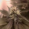 Vente de graines de cannabis LSD-25 Auto (Fast Buds)