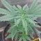 Semi di cannabis fem Gelato Auto in vendita