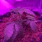 Semi di cannabis fem Gelato Auto in vendita