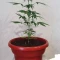 Semi di cannabis fem Gelato Auto in vendita
