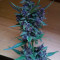 Compre sementes feminizadas Lemonberry Haze Auto pela Original Sensible Seeds Organization