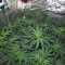 Green Gelato Seeds - Cannabis Strain Seeds for Sale