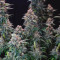 Black Ghost OG fem: seeds for sale, strain information and customer reviews