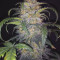 Original Auto Chemdawg Seeds