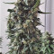 Shogun feminized seeds for sale: information and reviews